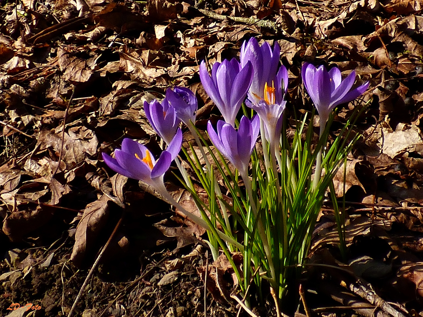 Krokus4 am Waldrand