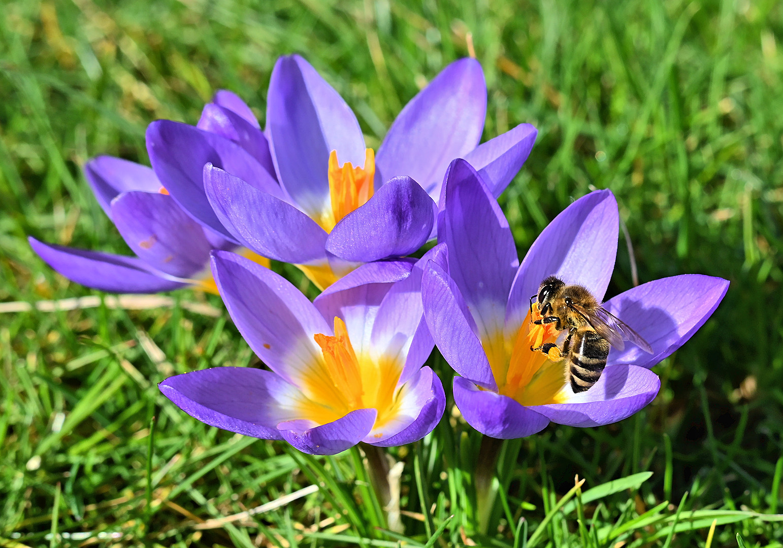 Krokusbesuch