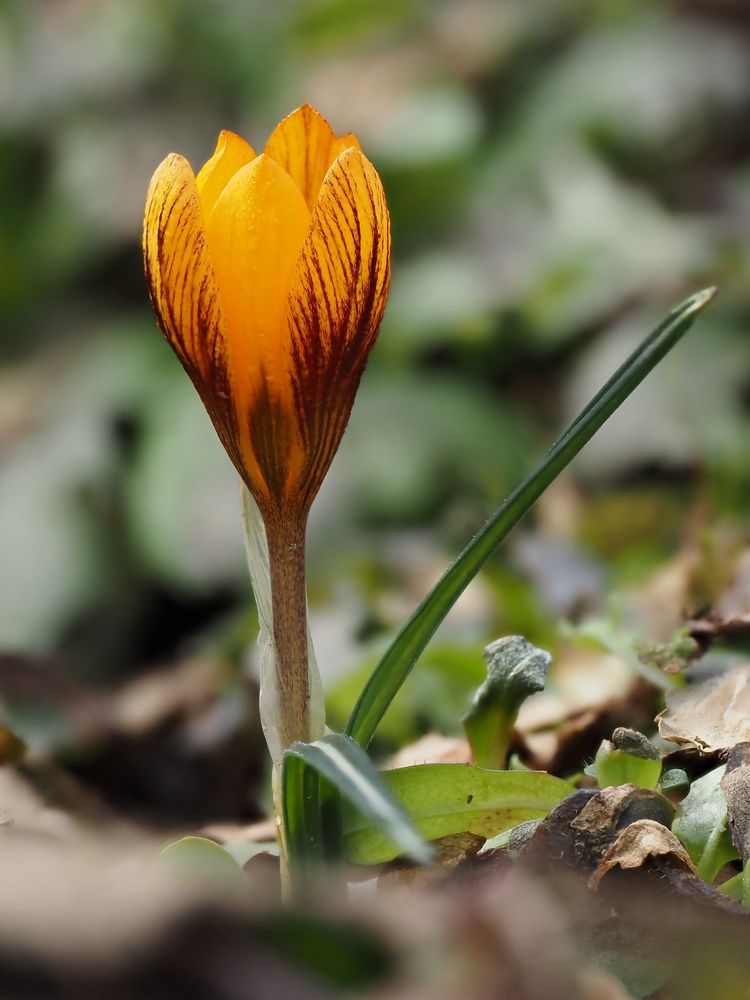 Krokusblümchen