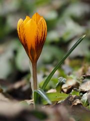 Krokusblümchen