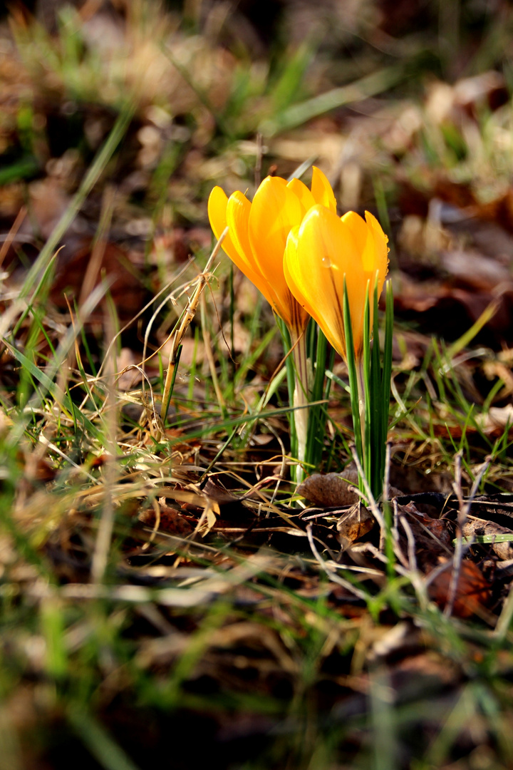 Krokusblüte