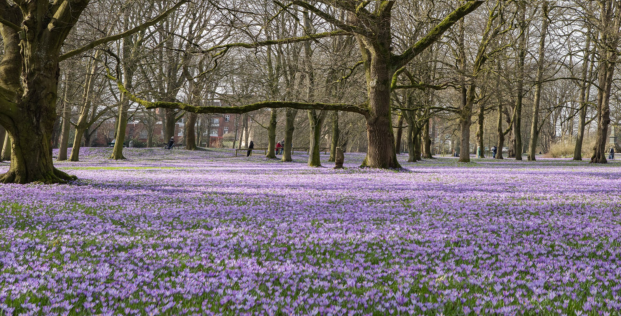 Krokusblüte