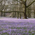 Krokusblüte