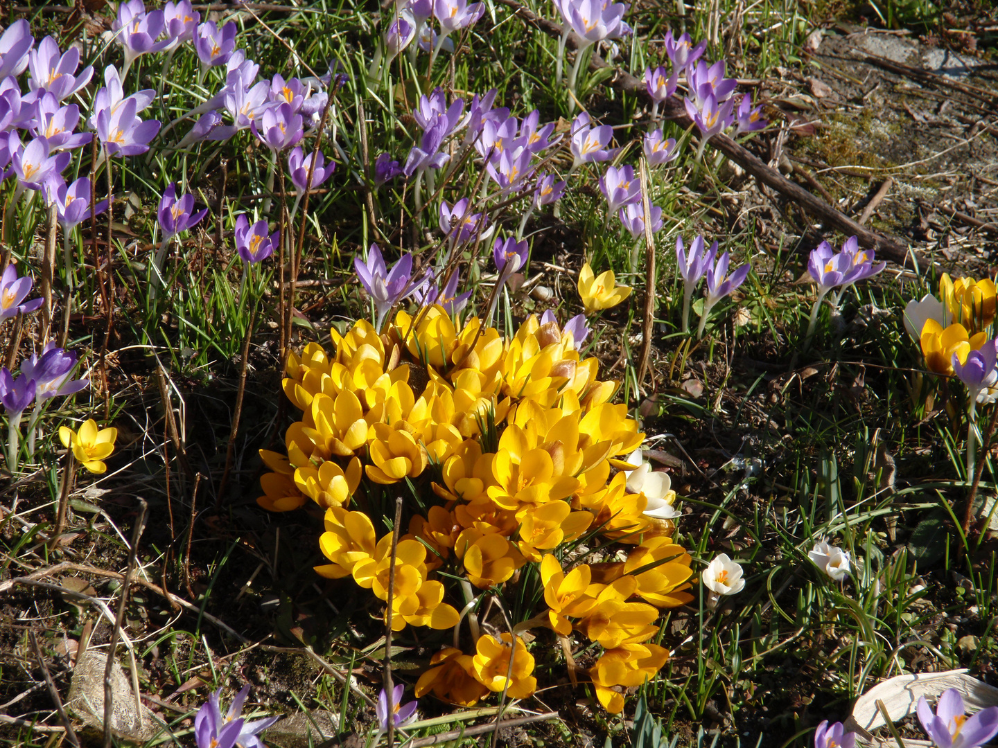 Krokusblüte