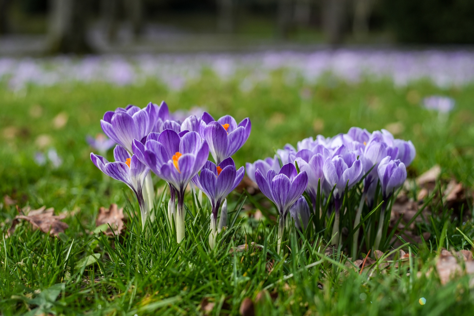 Krokusblüte 1