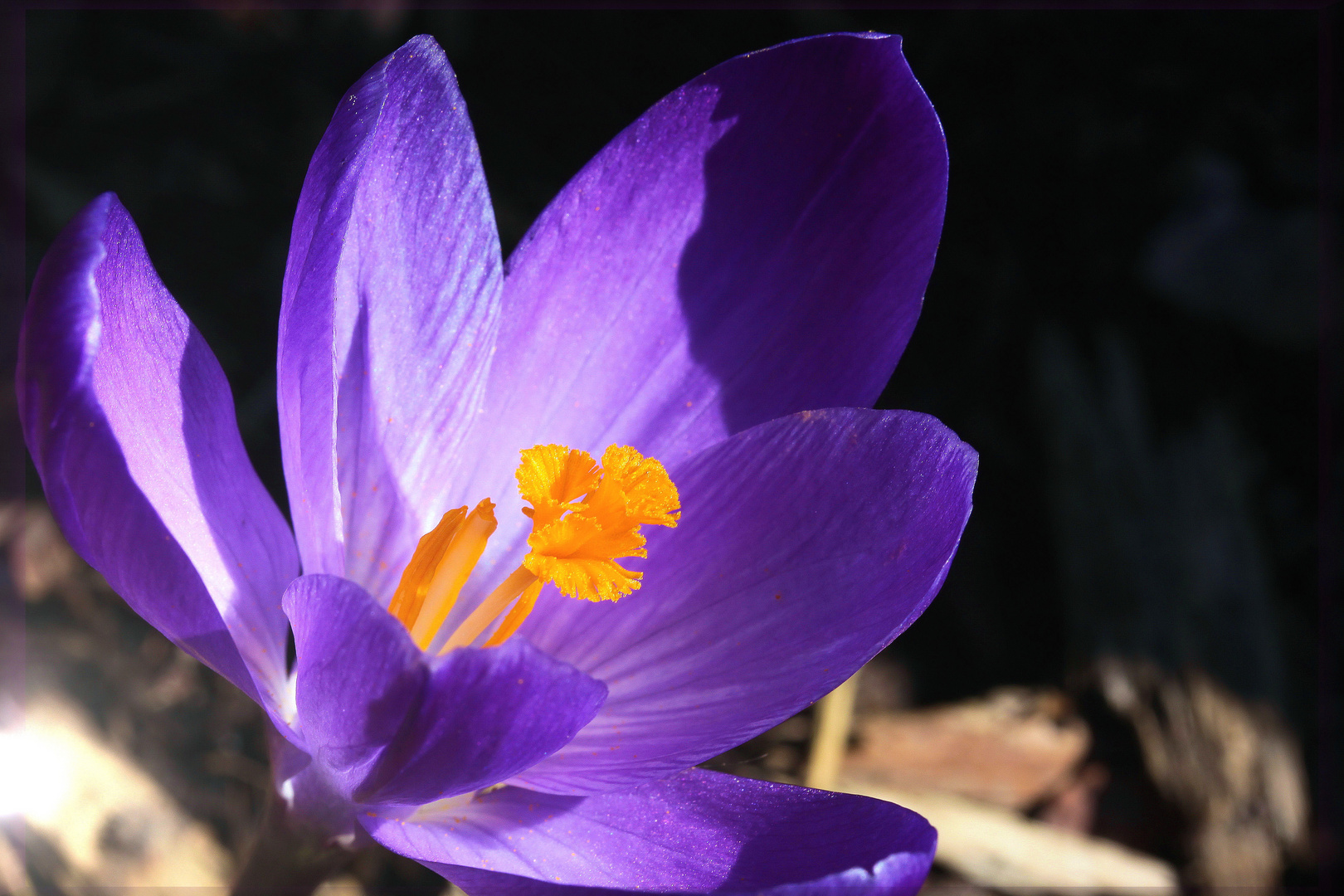 Krokusblüte