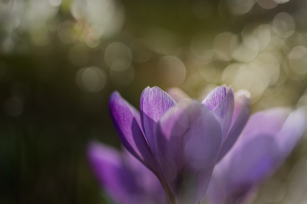 krokusblüte