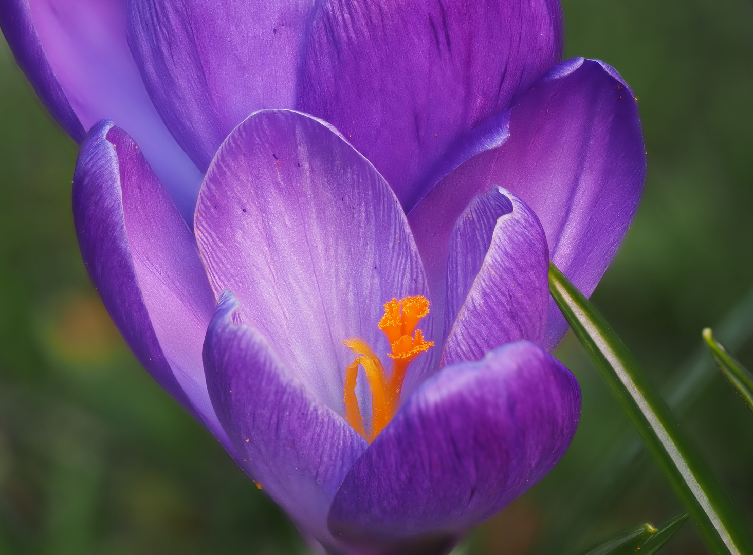 Krokusblüte