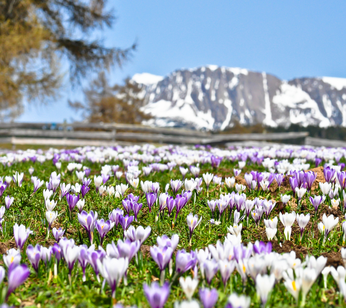 Krokusblüte