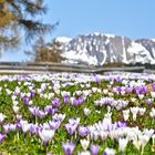 Krokusblüte