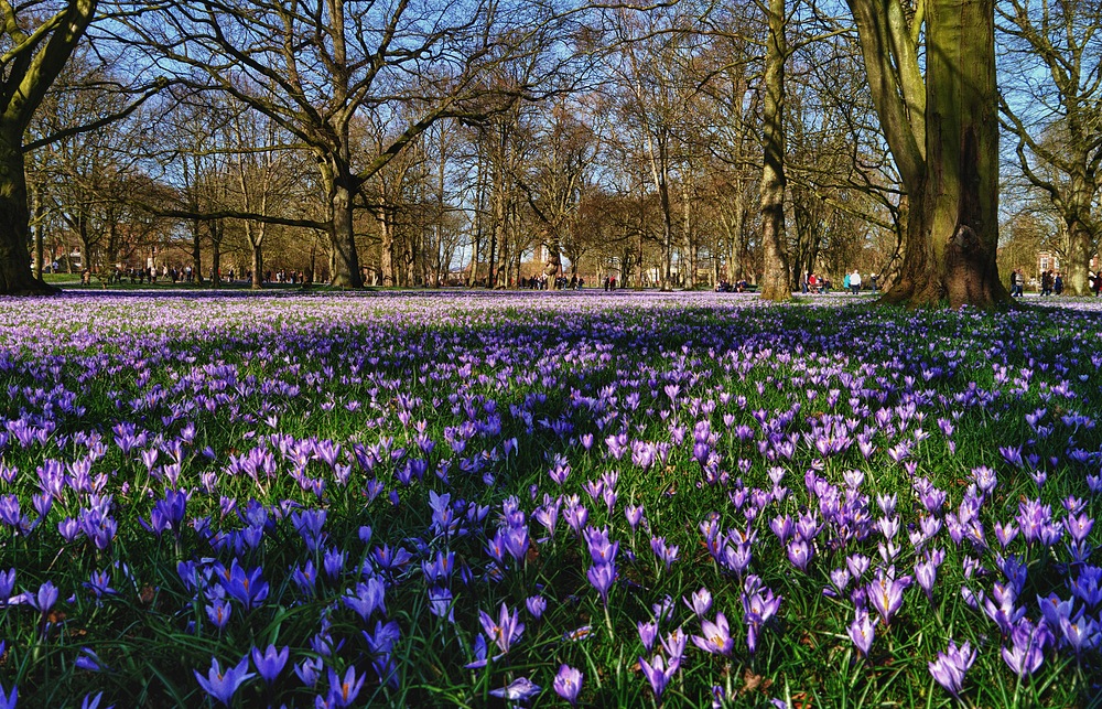 Krokusblüte ~