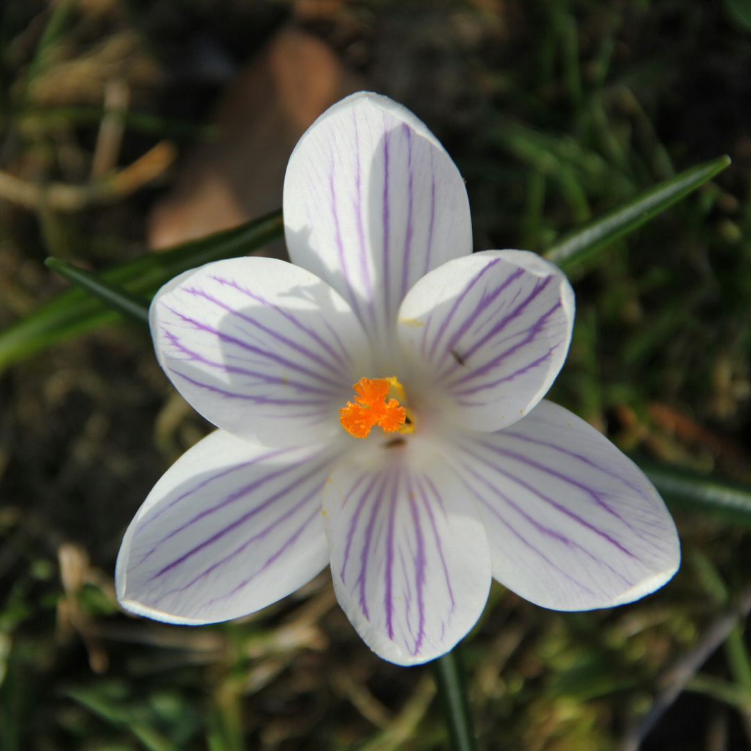 Krokusblüte