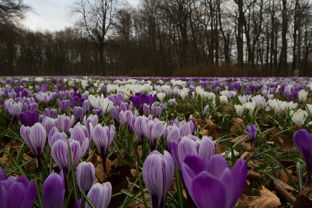 Krokusblüte