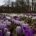 Krokusblüte