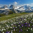 Krokusblüte