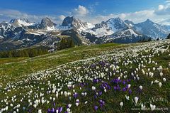 Krokusblüte