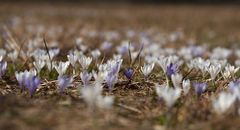 Krokusblüte