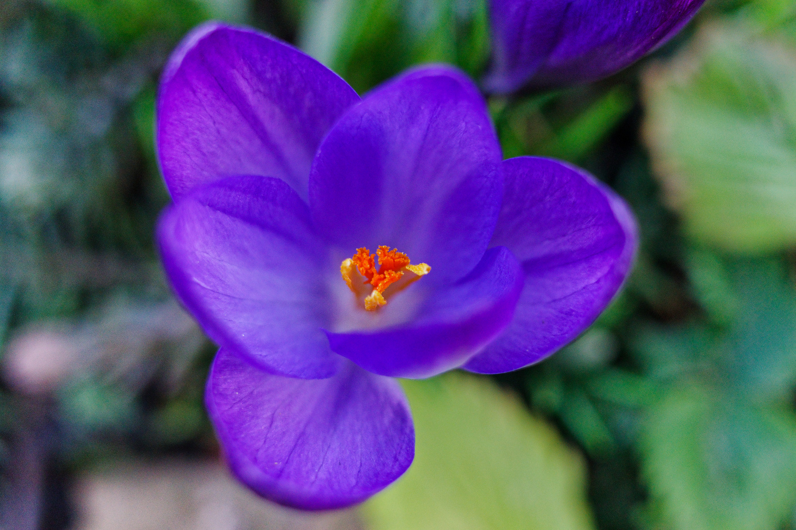 Krokusblüte