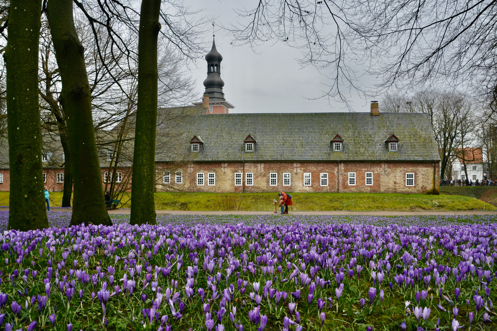 Krokusblüte