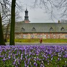 Krokusblüte