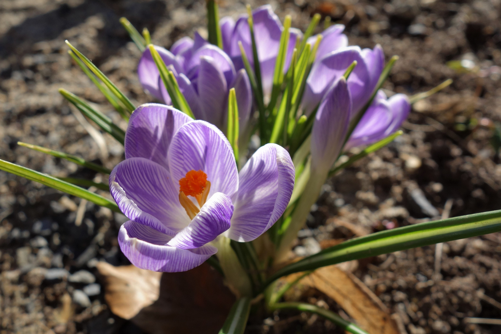 Krokusblüte...