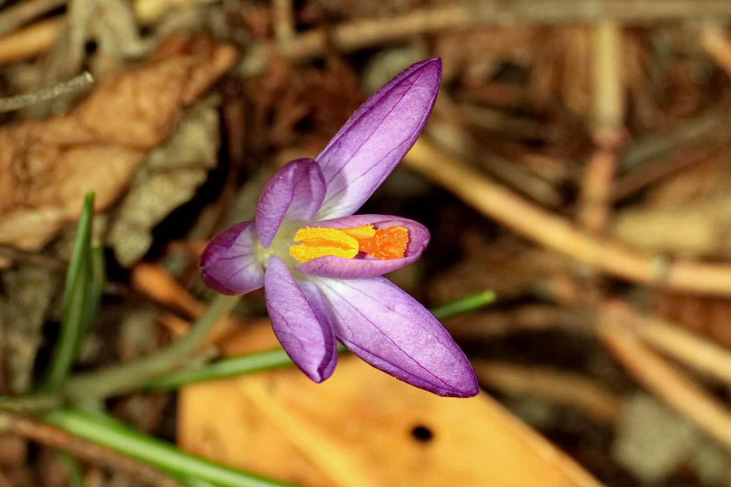 Krokusblüte