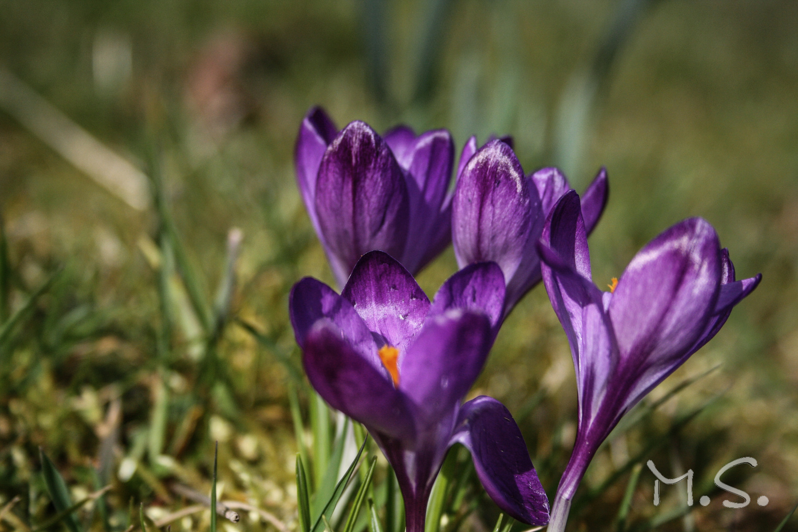 Krokusblüte