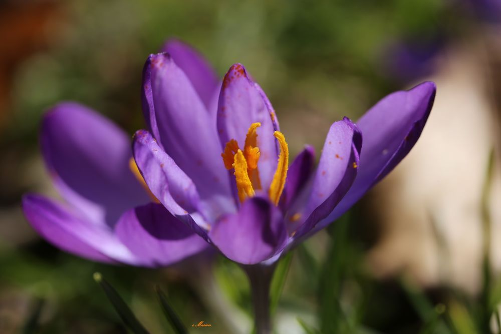 Krokusblüte