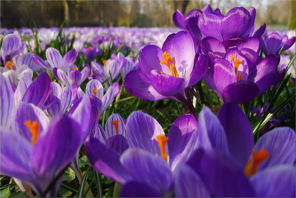 Krokusblüte