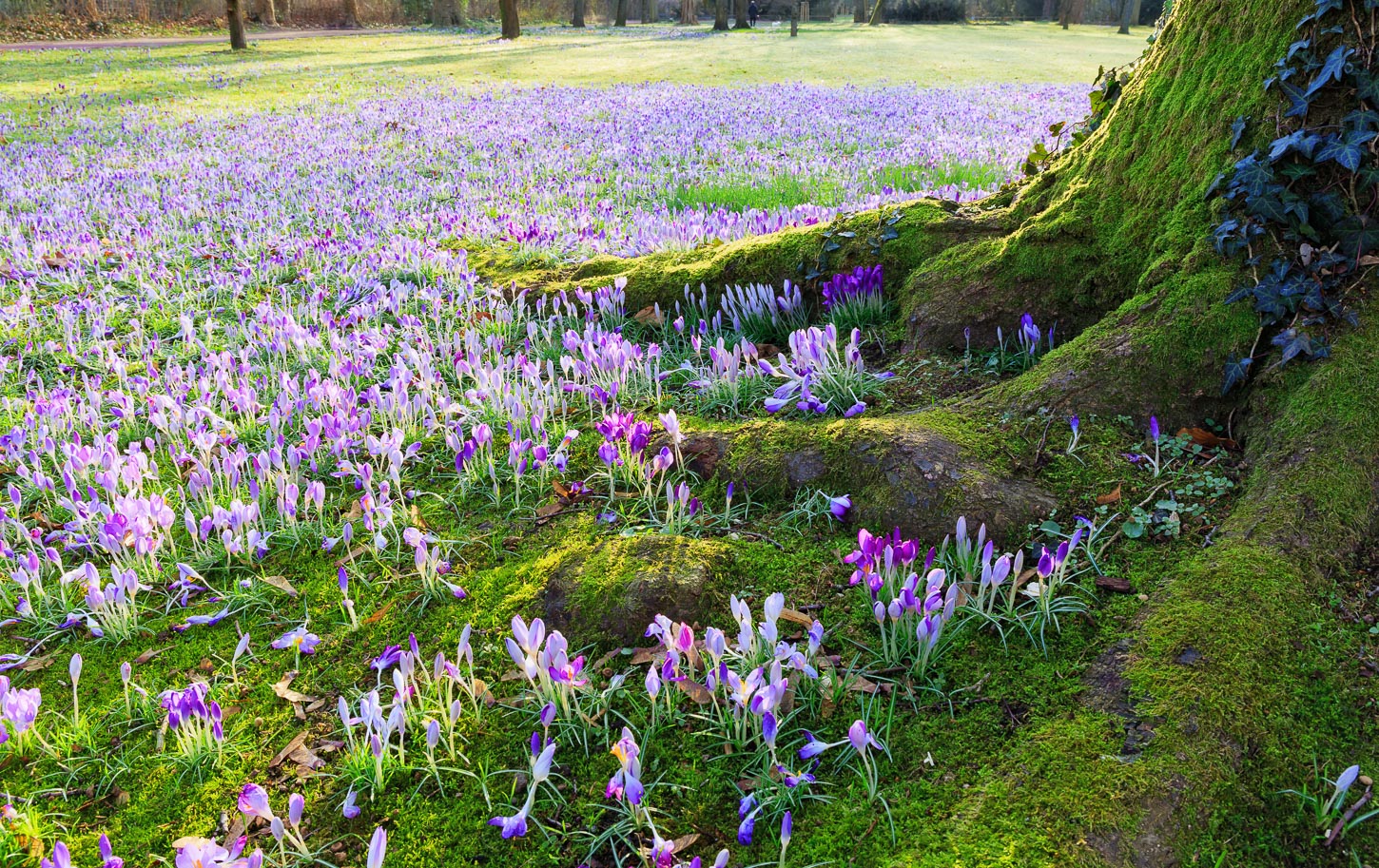 ~~ Krokusblüte ~~