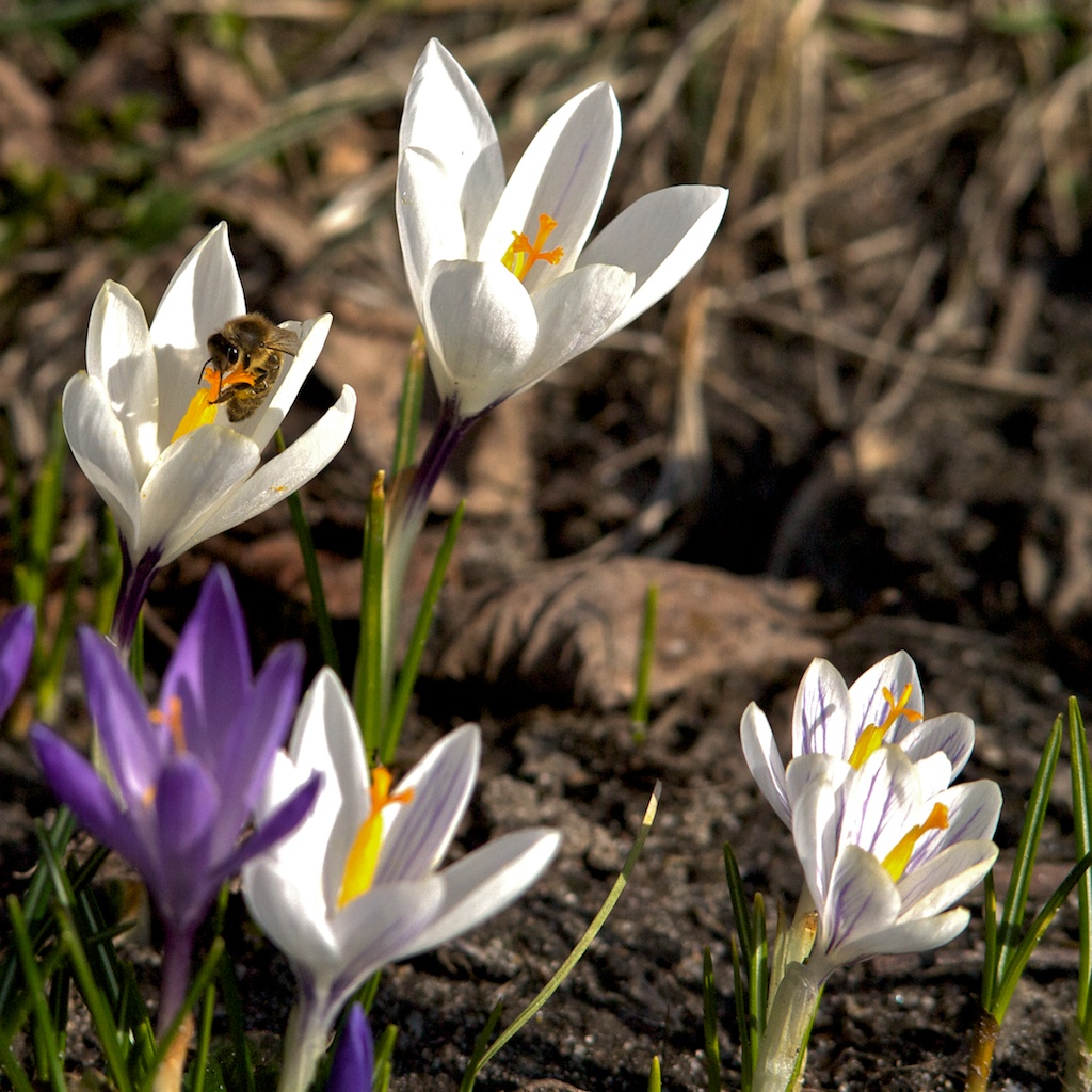 Krokusblüte