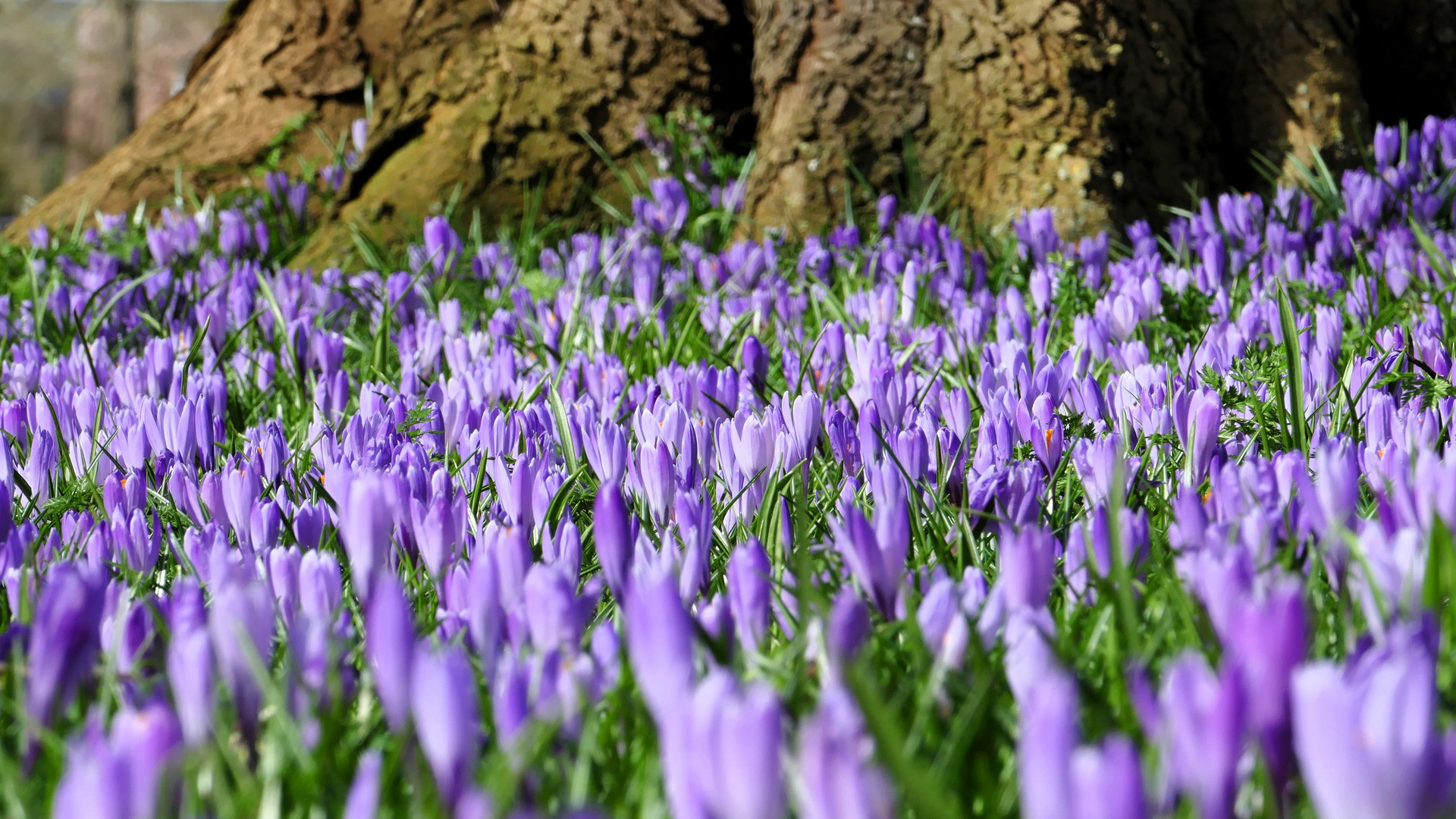 Krokusblüte