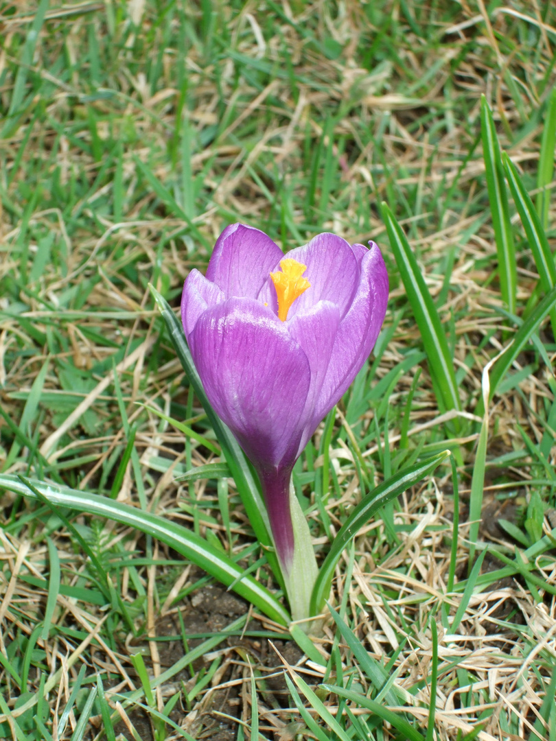 Krokusblüte