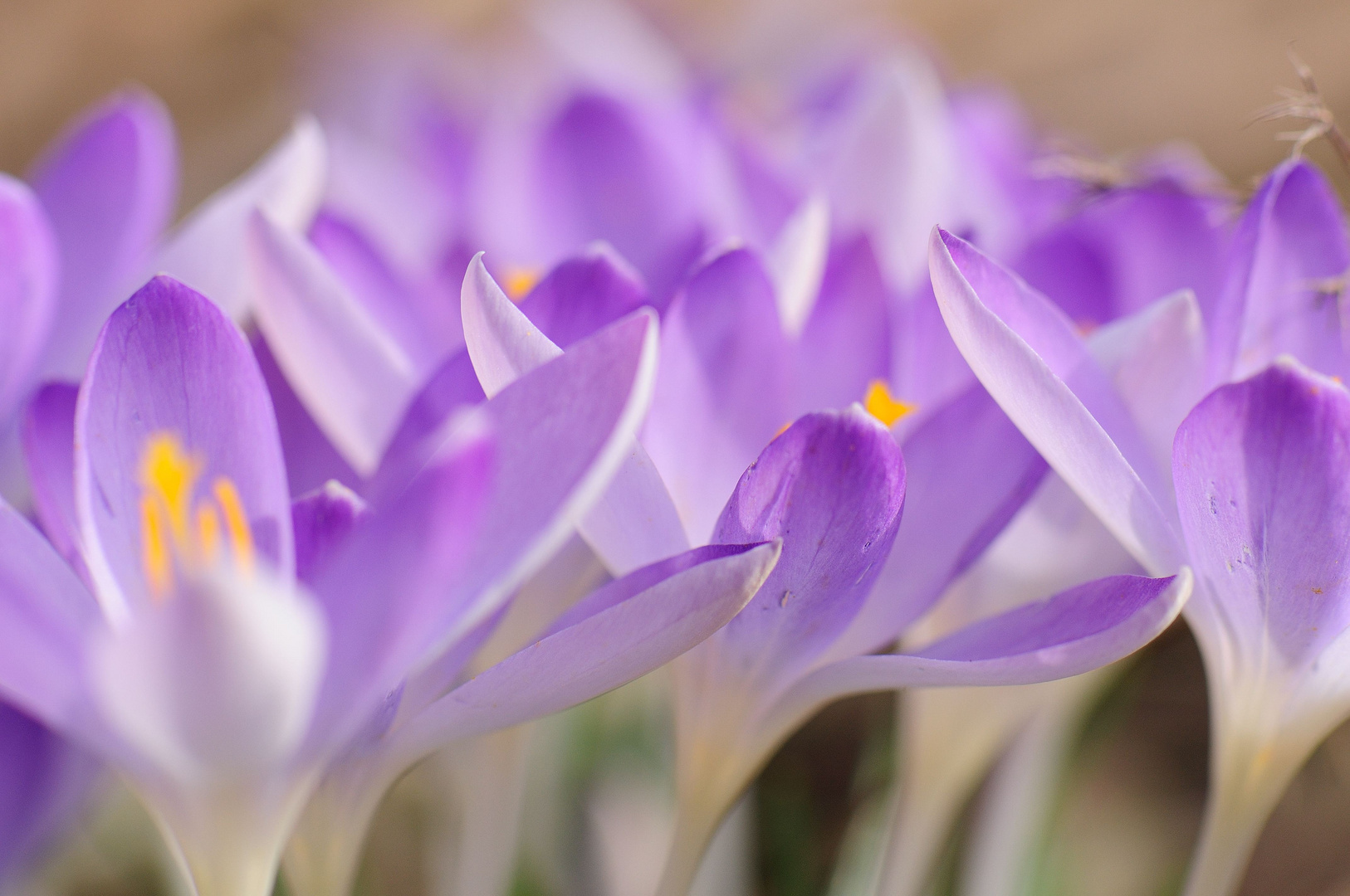 Krokusblüte