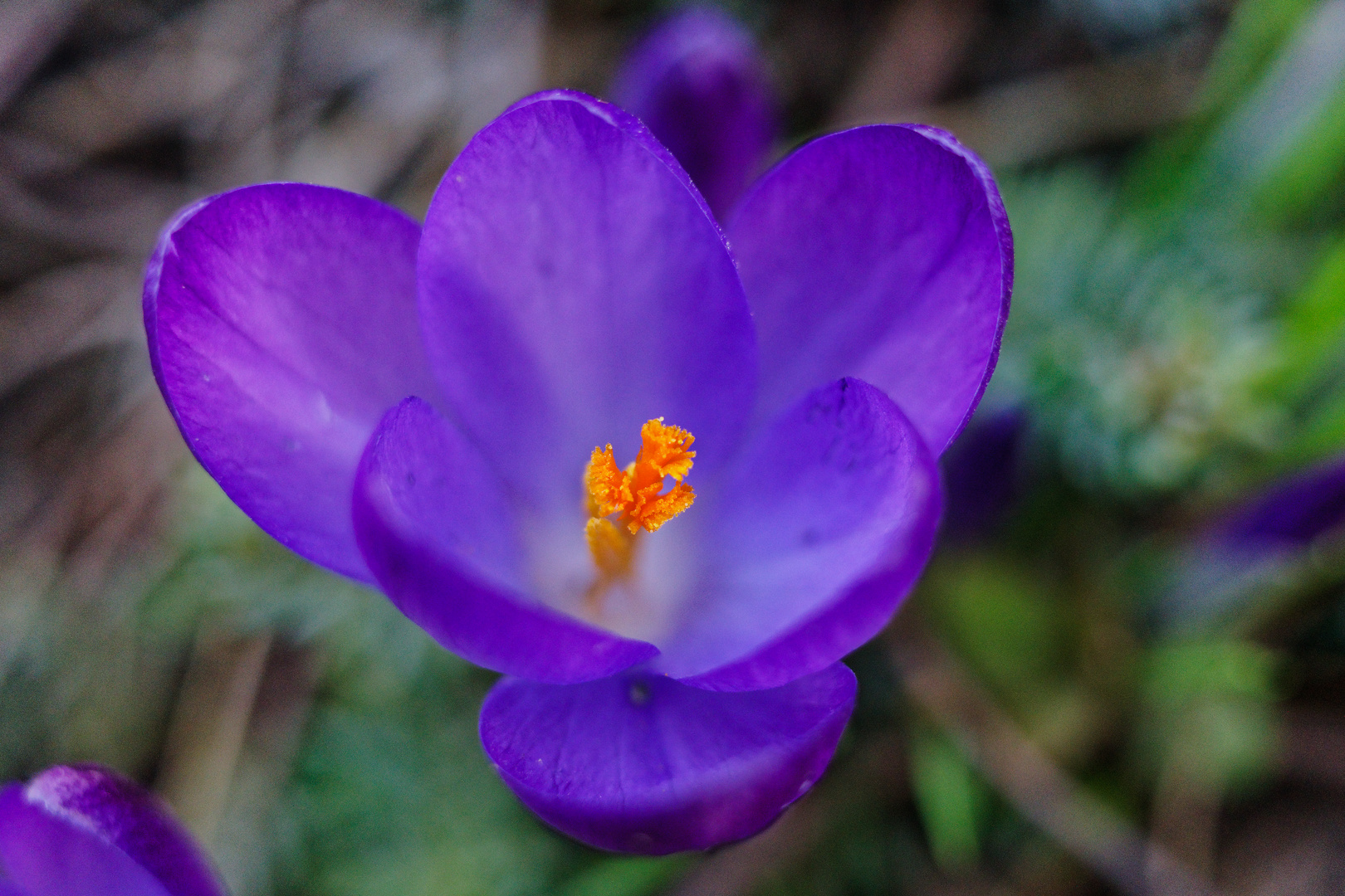 Krokusblüte