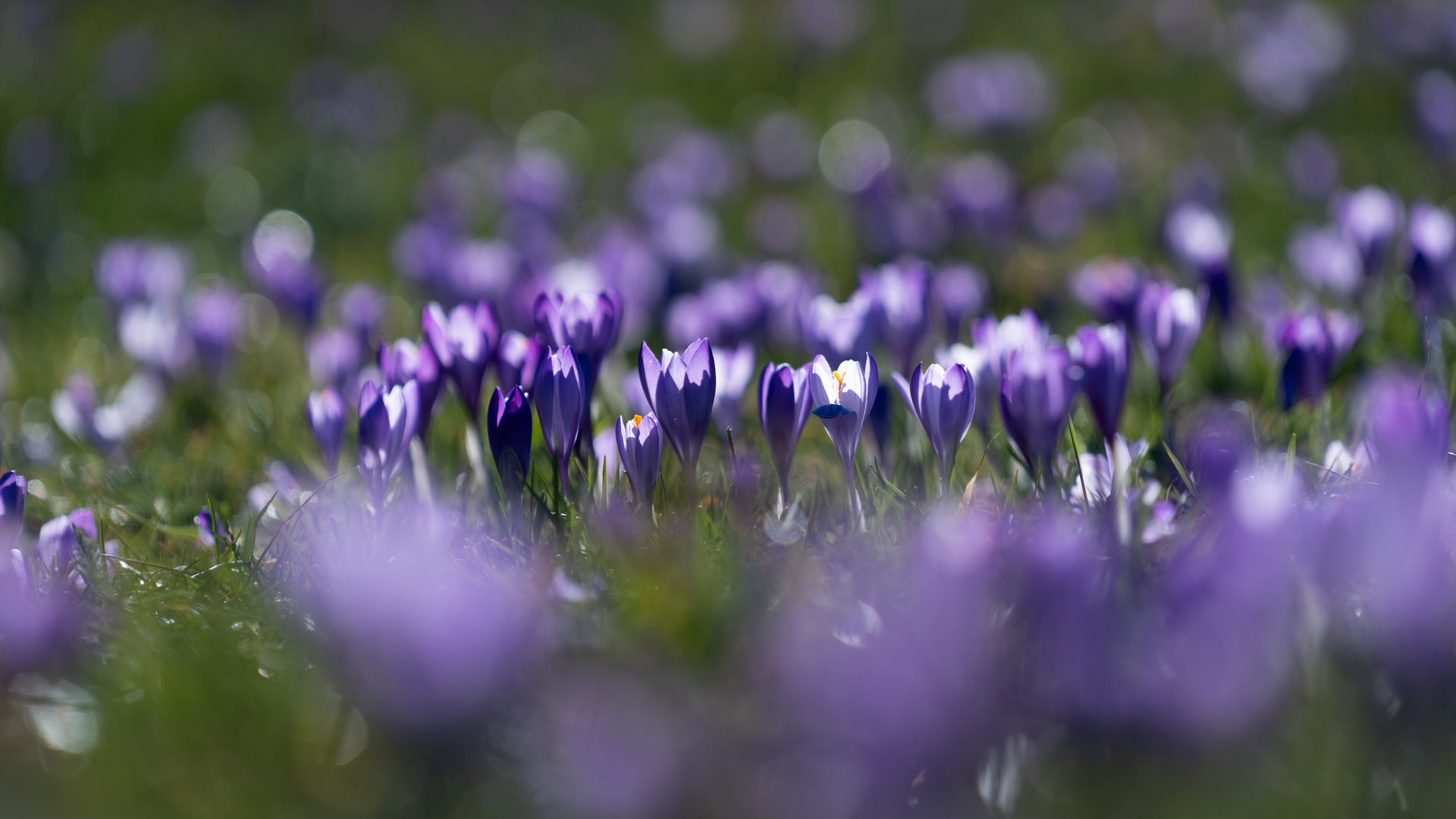 Krokusblüte