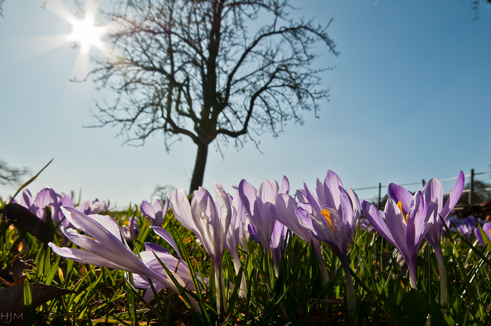 Krokusblüte