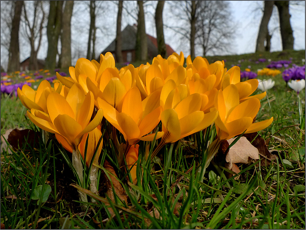 Krokusblüte