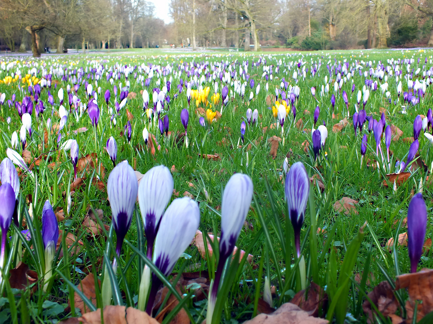 Krokusblüte