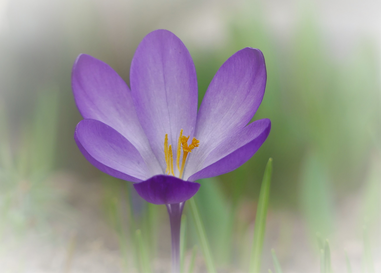 Krokusblüte