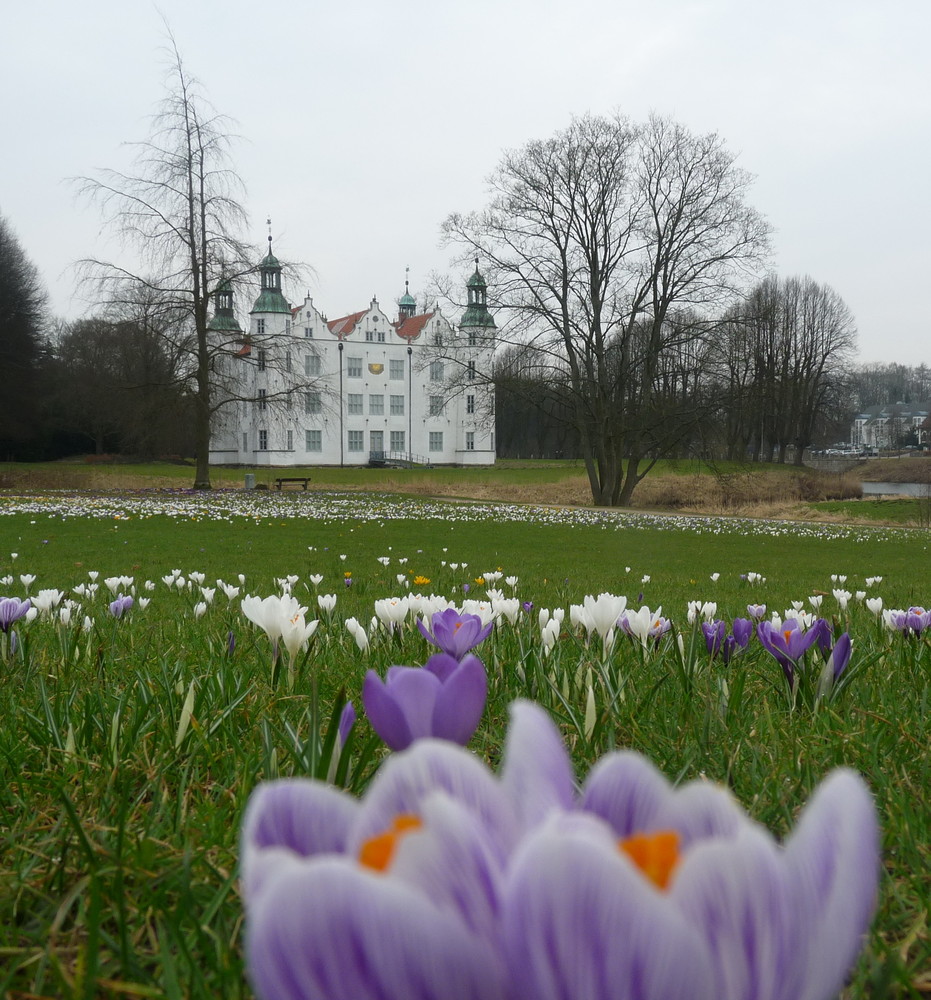 Krokusblüte am Ahrensburger Schloß