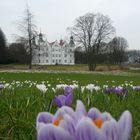 Krokusblüte am Ahrensburger Schloß