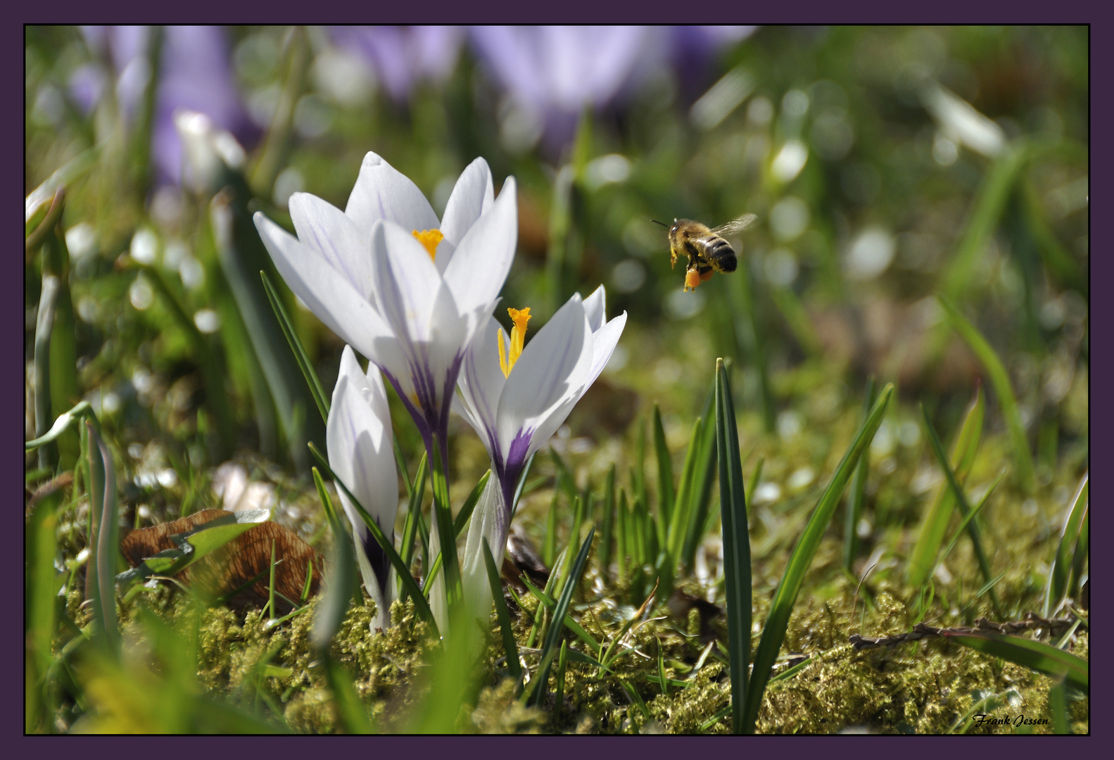 Krokusblüte am alten Friedhof