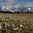 Krokusblüte am Geroldsee