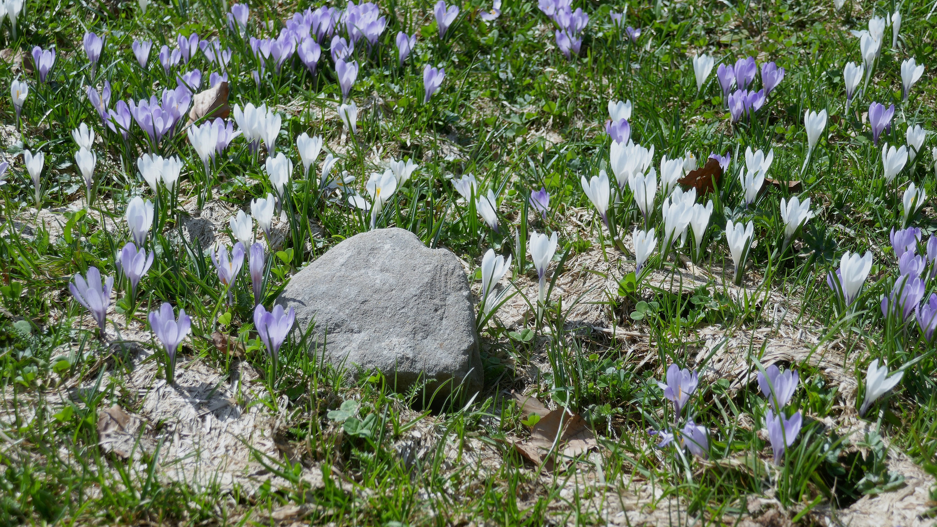 Krokusblüte am Hündle