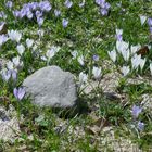 Krokusblüte am Hündle