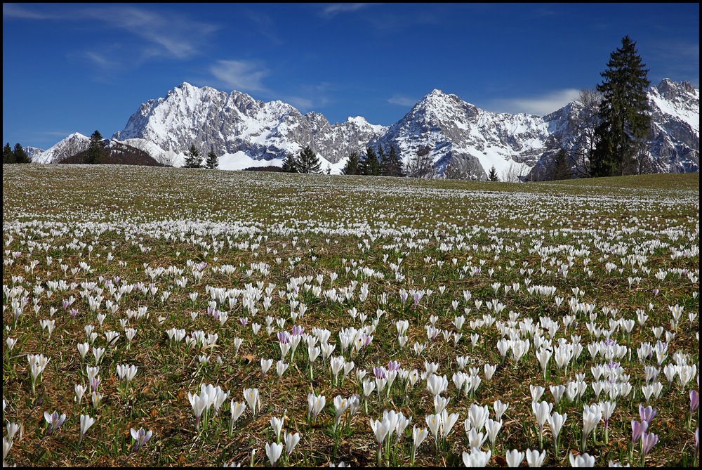 ~ Krokusblüte am Karwendel II ~