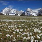 ~ Krokusblüte am Karwendel II ~