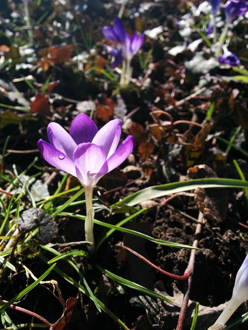 Krokusblüte am Morgen