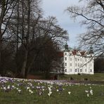 Krokusblüte am Schloss